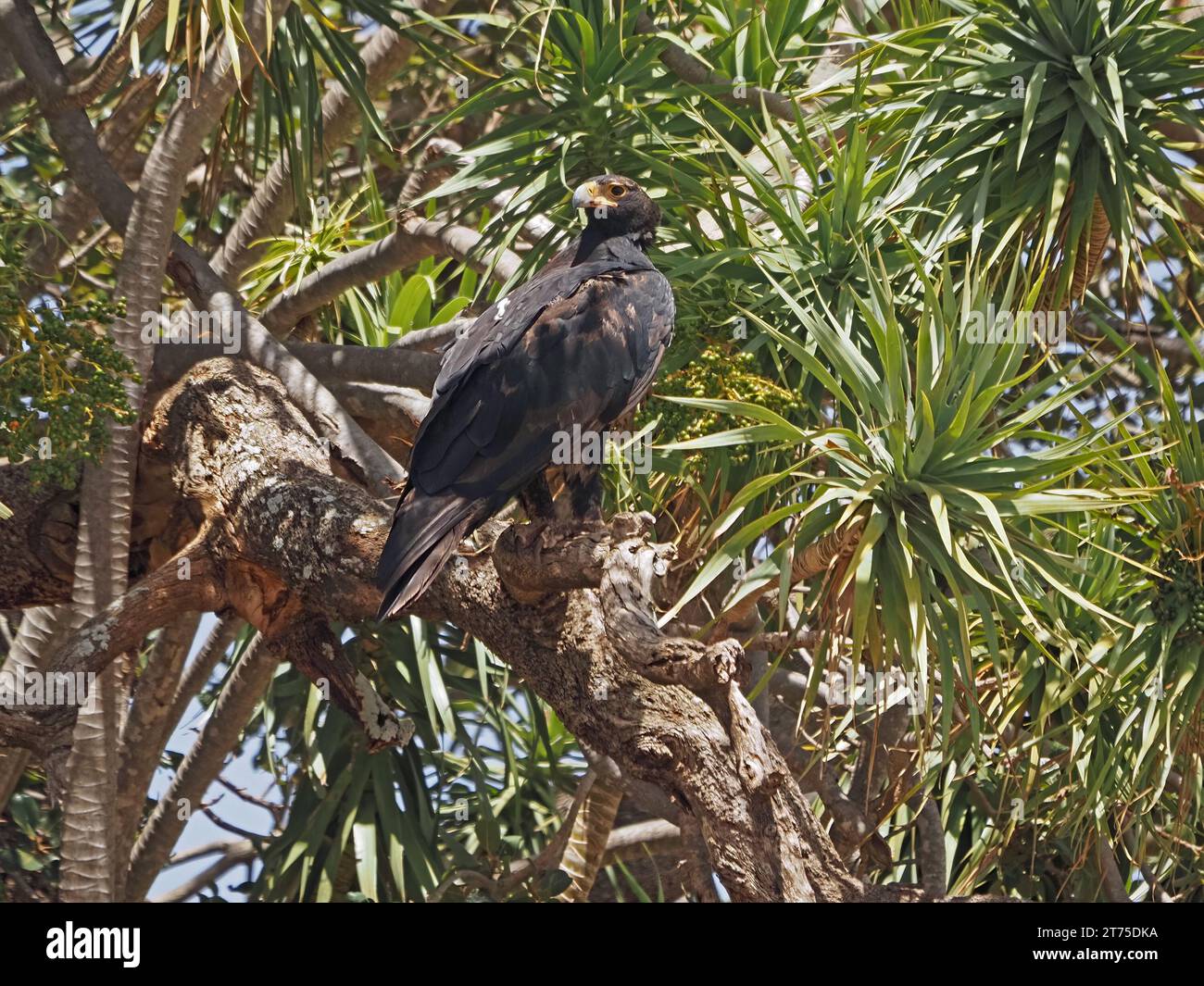 Aquila verreauxii o aquila nera per adulti, arroccata in una fitta tettoia di palme a Laikipia, Kenya, Africa Foto Stock