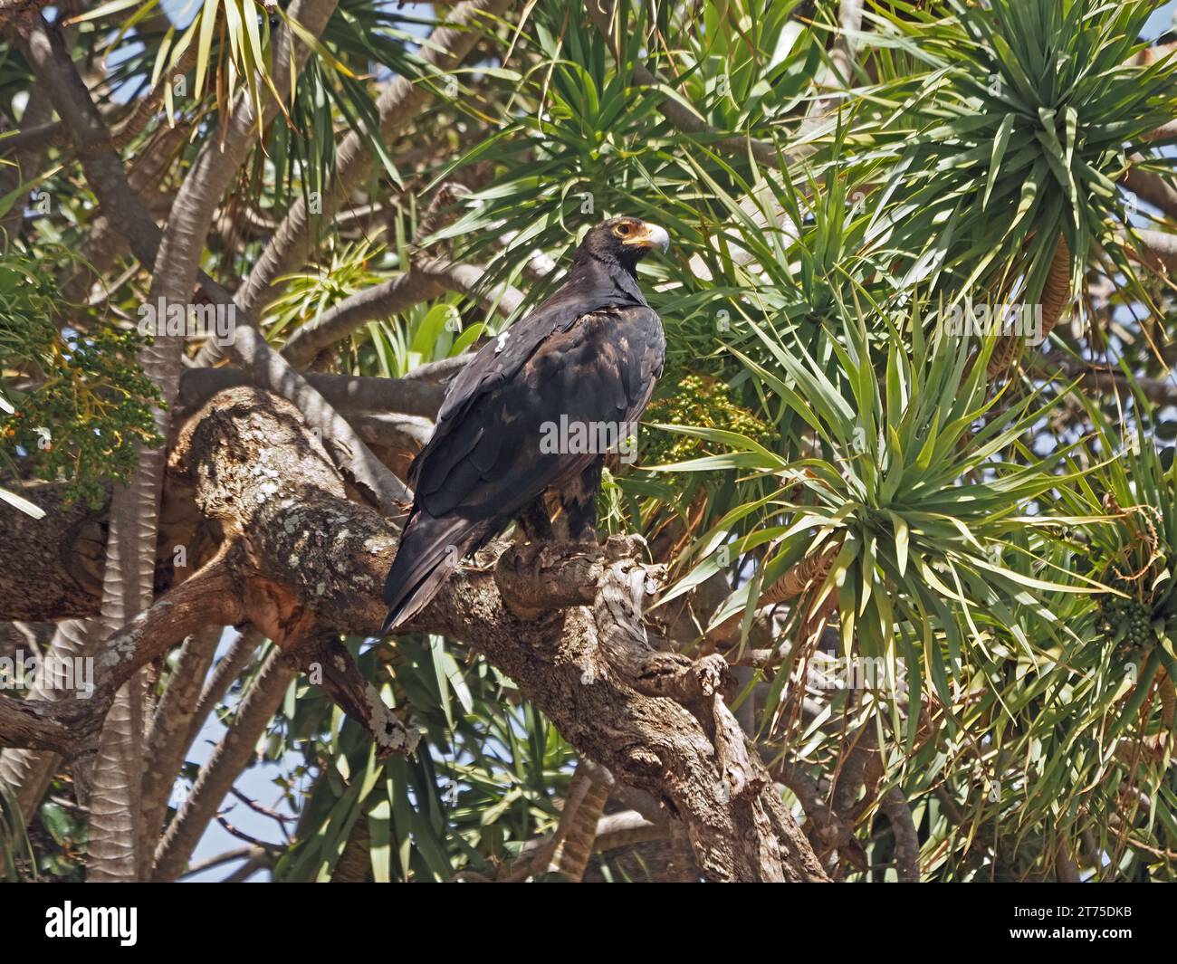 Aquila verreauxii o aquila nera per adulti, arroccata in una fitta tettoia di palme a Laikipia, Kenya, Africa Foto Stock
