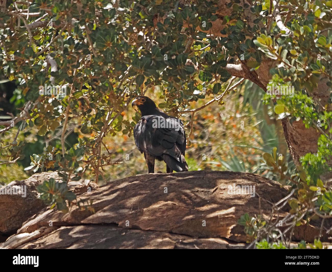 Aquila verreauxii o aquila nera per adulti, arroccata sulla roccia sotto una fitta tettoia di alberi a Laikipia, Kenya, Africa Foto Stock