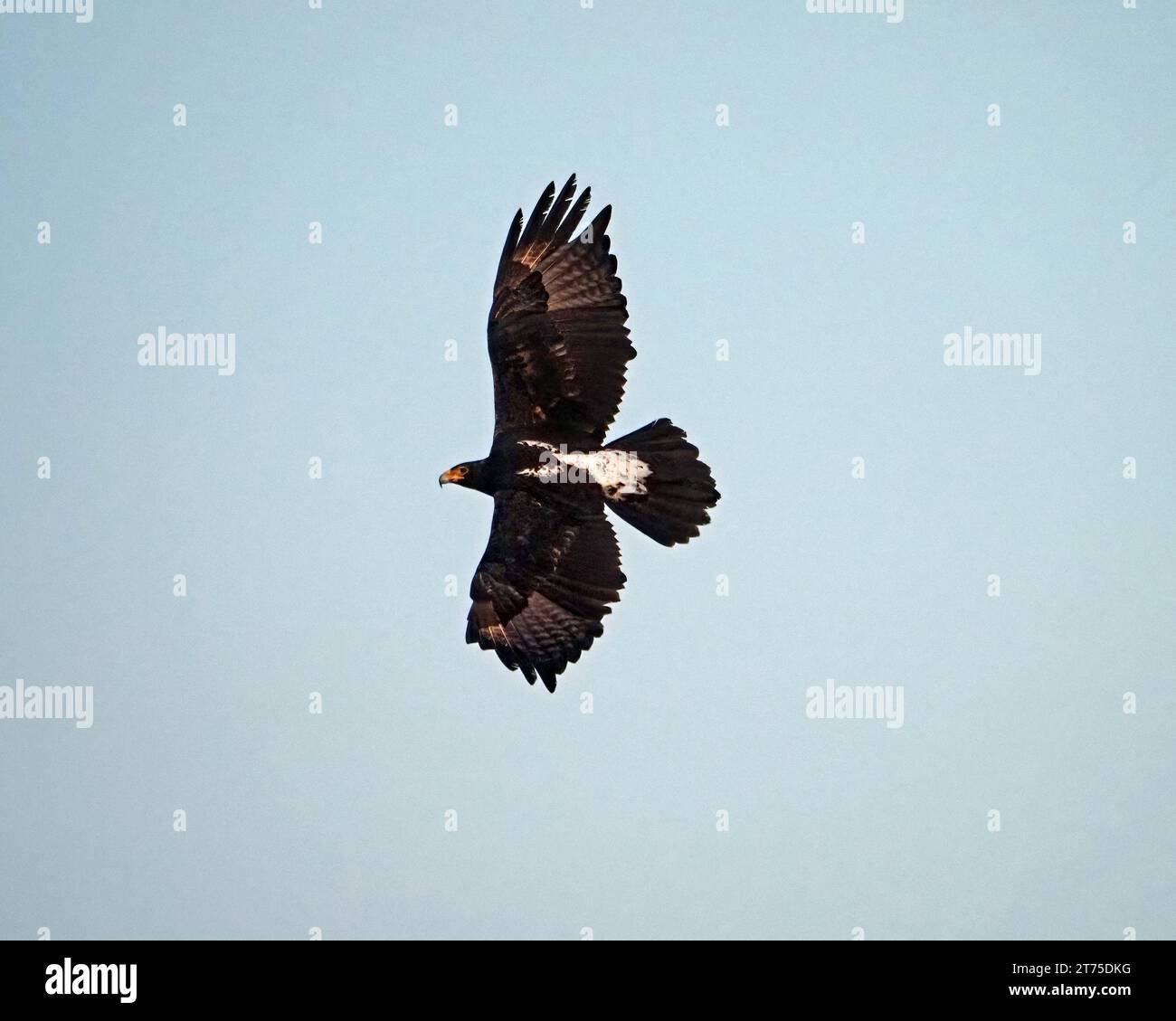 L'Aquila di Verreaux (Aquila verreauxii) o aquila nera in volo con grandi ali sparse che sorvolano Laikipia, Kenya, Africa Foto Stock