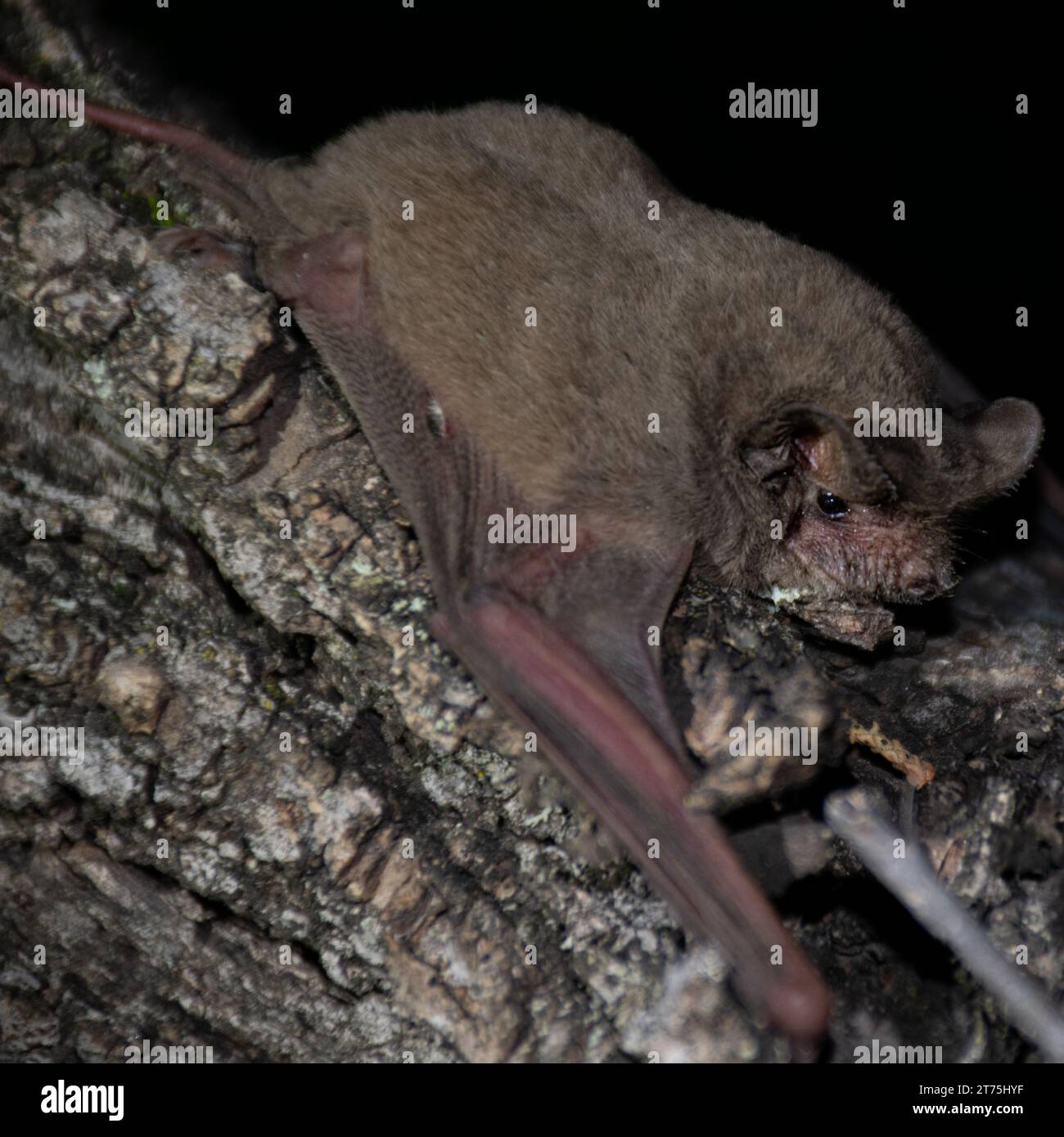 Un primo piano di un pipistrello dalla coda libera brasiliano (Tadarida brasiliensis) Foto Stock