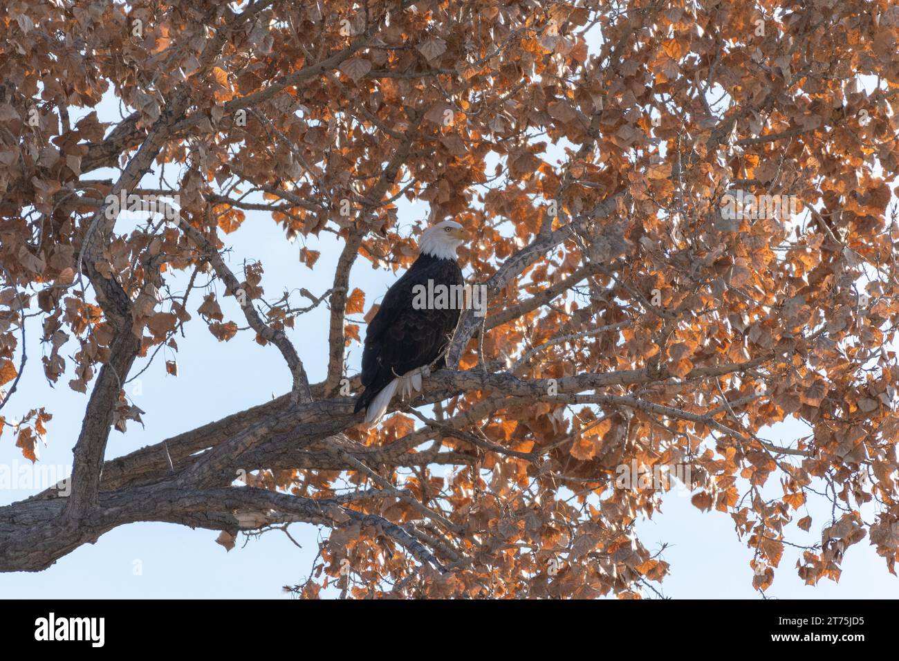 Primo piano di un'aquila calva adulta arroccata su un ramo di un albero con foglie autunnali dorate. Foto Stock