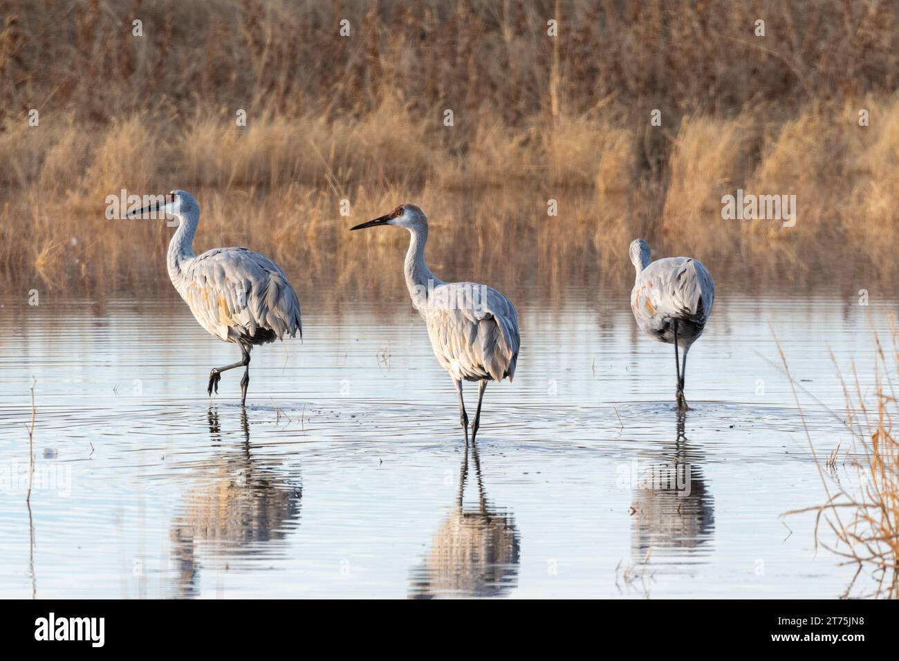 Tre gru Sandhill in piedi in uno stagno. Le gru guardano a sinistra dell'immagine. Lo stagno è circondato da canne e erba alta. La superficie del Foto Stock