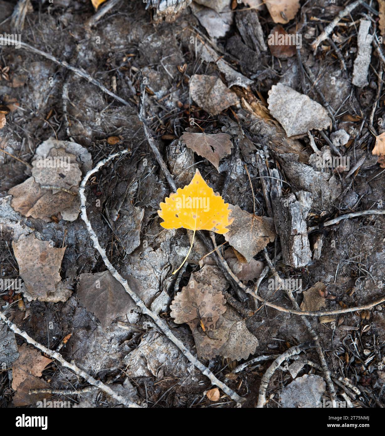 Una solitaria foglia gialla sul pavimento della foresta Foto Stock