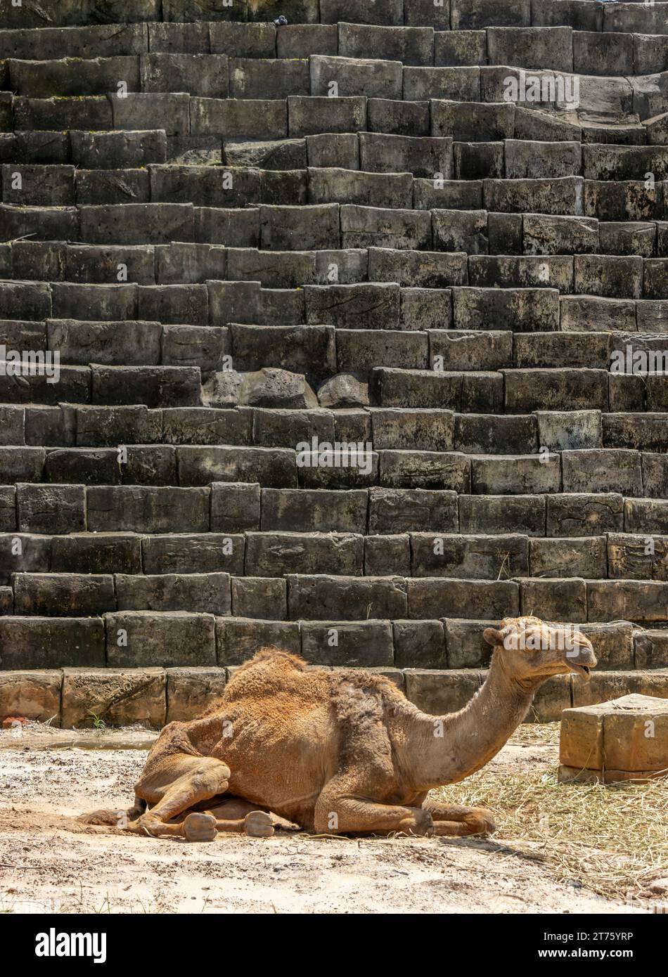 Un dromedario emaciato - un cammello arabo, adagiato accanto ad una struttura a gradini Foto Stock