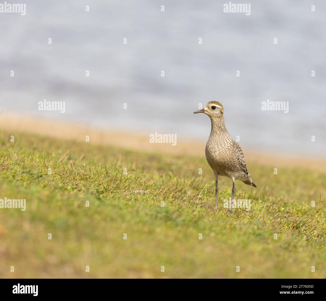 American Golden Plover shorebird su una spiaggia erbosa all'Arrowhead Park Foto Stock