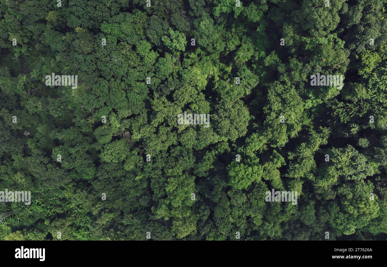 Vista aerea dall'alto degli alberi verdi nella foresta. La vista droni dell'albero verde denso cattura CO2. Sfondo naturale di alberi verdi per la neutralità del carbonio e lo zero netto Foto Stock