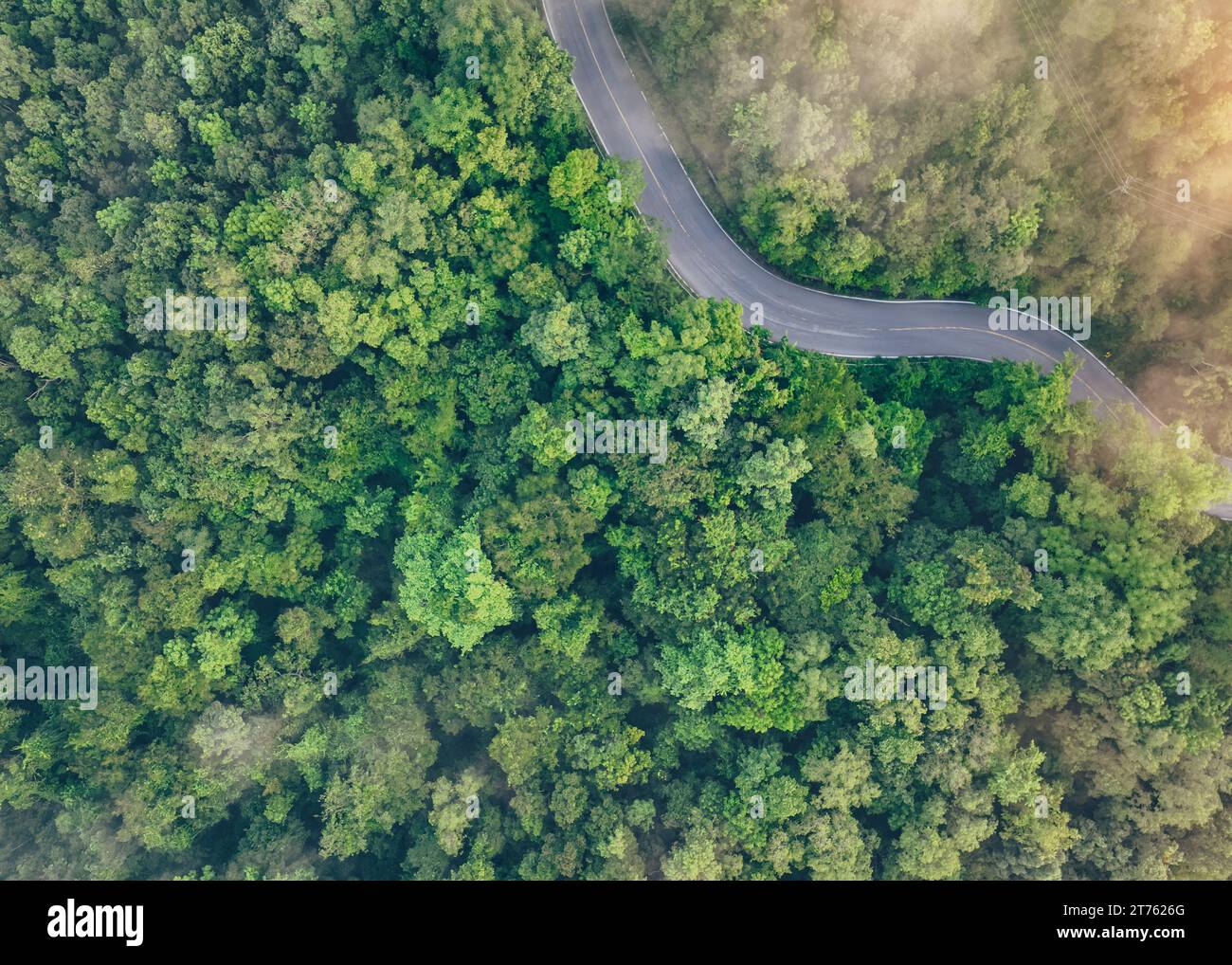 Vista aerea dall'alto della foresta verde e della strada autostradale. Vista droni sugli alberi verdi e la nebbia mattutina. Alberi verdi sfondo per la neutralità del carbonio e zero netto Foto Stock