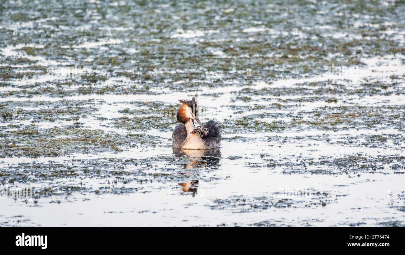 L'uccello d'acqua Great crested Grebe nuotare nel lago, e i suoi bambini carini a cavallo sulla sua schiena. Il grande grebe scricchiolito, Podiceps cristatus, è un mem Foto Stock