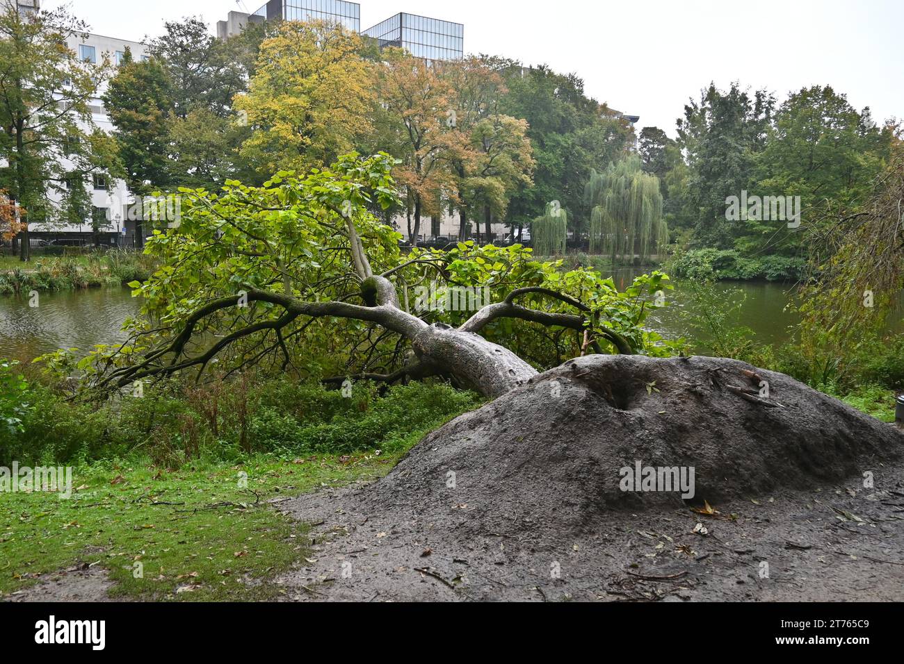 Un albero caduto ma ancora vivo all'interno del Parco Leopold (Parc Léopold) – Bruxelles Belgio – 25 ottobre 2023 Foto Stock