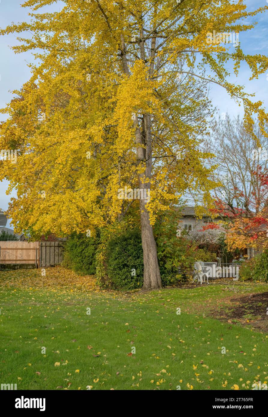 Cortile colorato nella vicina stagione autunnale di Gresham, Oregon. Foto Stock