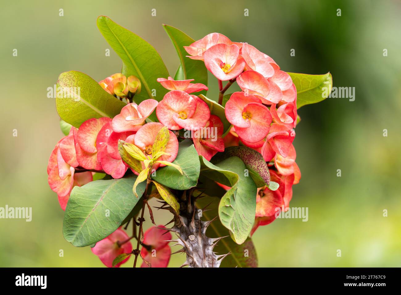 Euphorbia Milii - la pianta della corona di spine in ambiente naturale Foto Stock