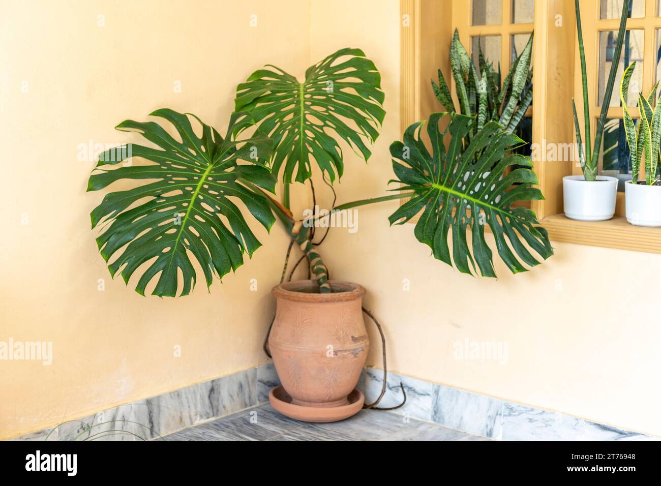 Monstera deliciosa grande pianta tropicale primo piano Foto Stock