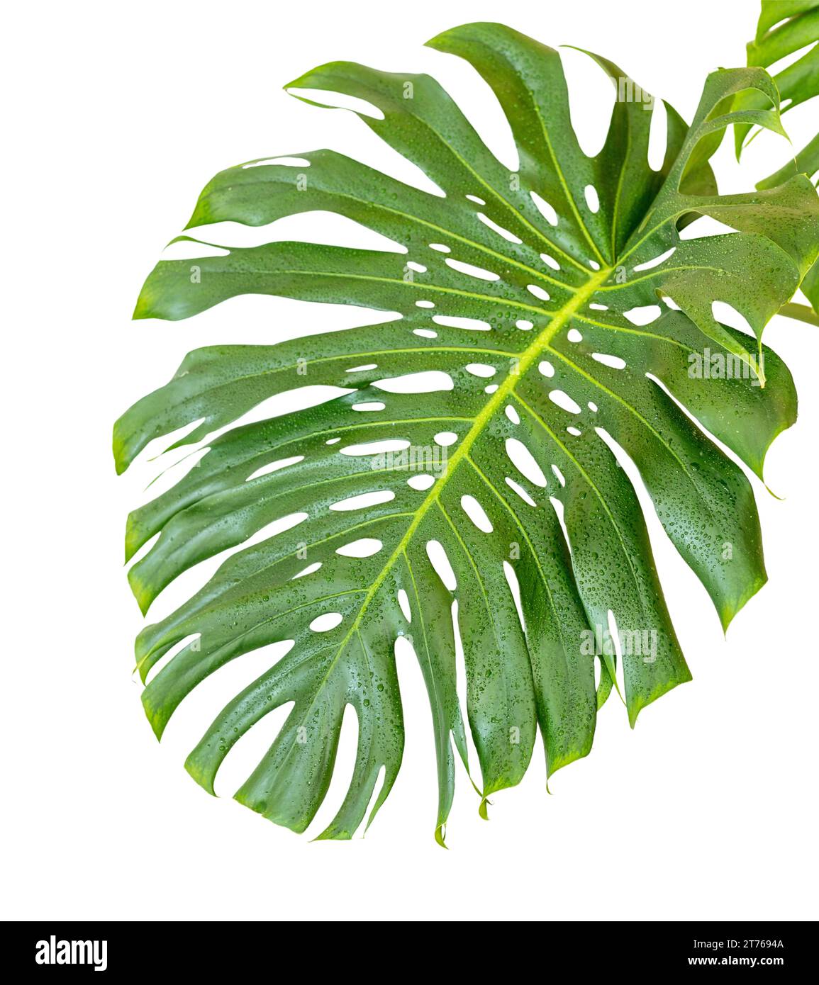 Monstera Deliciosa o caseificio svizzero a foglia grande con foro isolato su fondo bianco Foto Stock