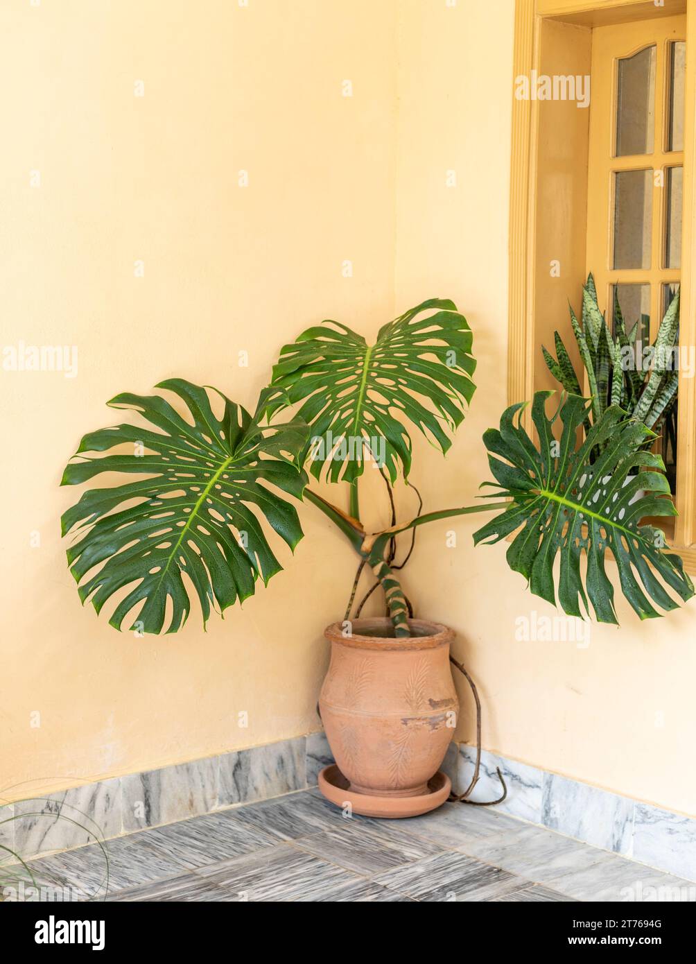 Monstera deliciosa grande pianta in un grande vaso di argilla Foto Stock