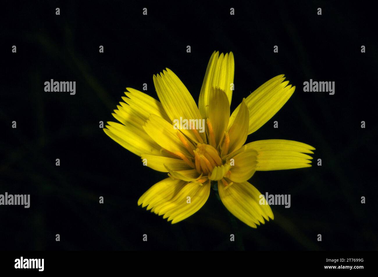 Un fiore di Yam Daisy (Microseris Lanceolata) in piena fioritura. Il nome deriva dalla loro radice tuberosa, che fu mangiata dagli aborigeni. Hochkins Ridge. Foto Stock