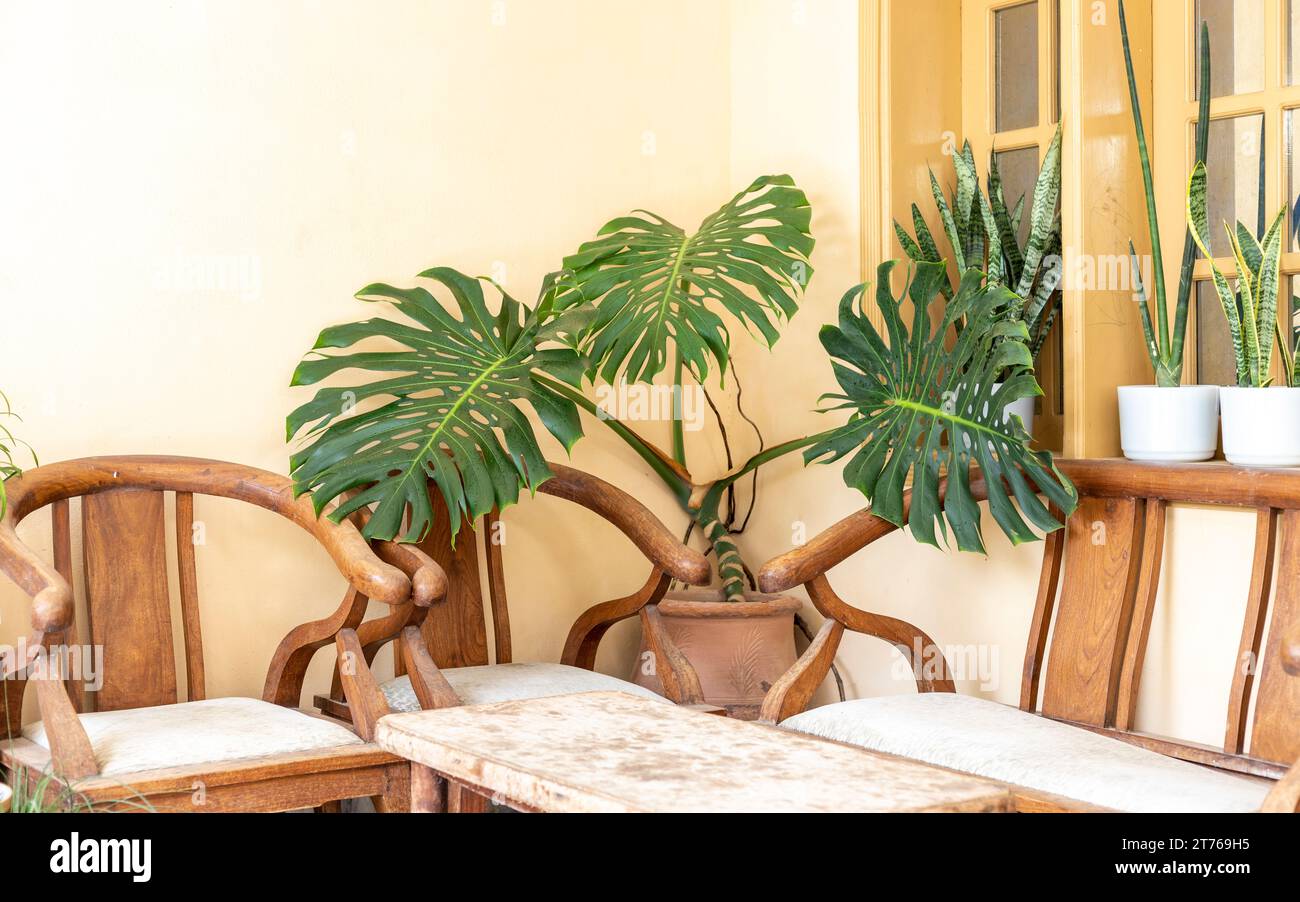 Monstera deliciosa o formaggio svizzero vista ravvicinata delle grandi piante Foto Stock