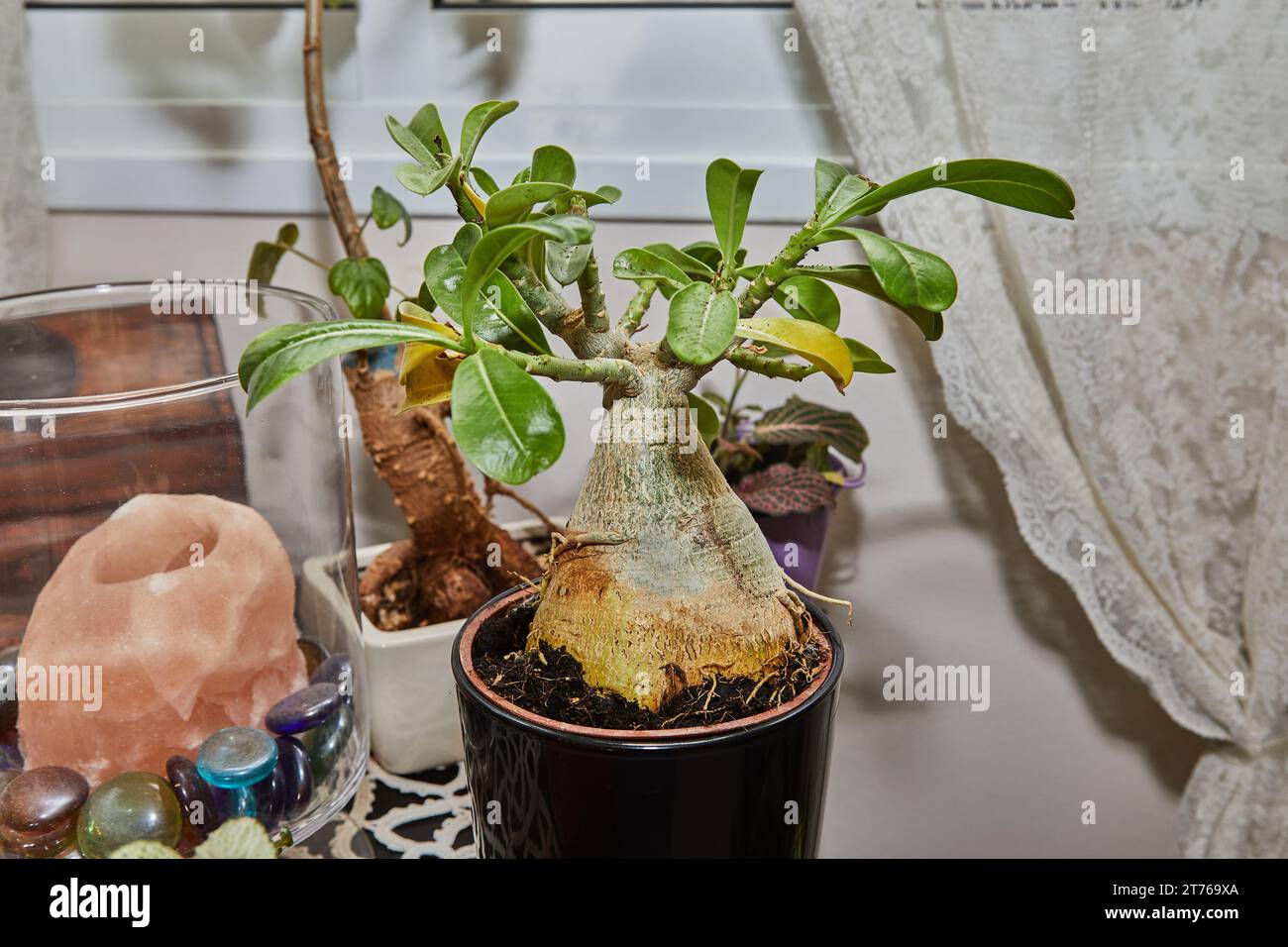 L'albero Adenium obesum cresce in pentola sulla finestra della casa Foto Stock