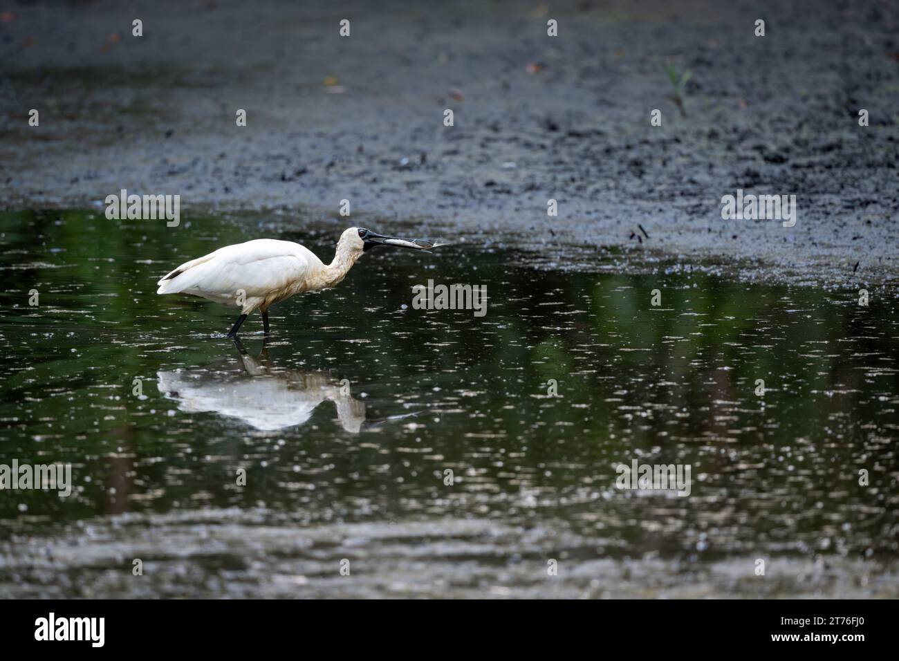 Un singolo Royal Spoonbill con un pesce catturato di recente nel suo becco continua ad ammorbidire il pesce tra un tentativo di ingoiare il pesce. Foto Stock