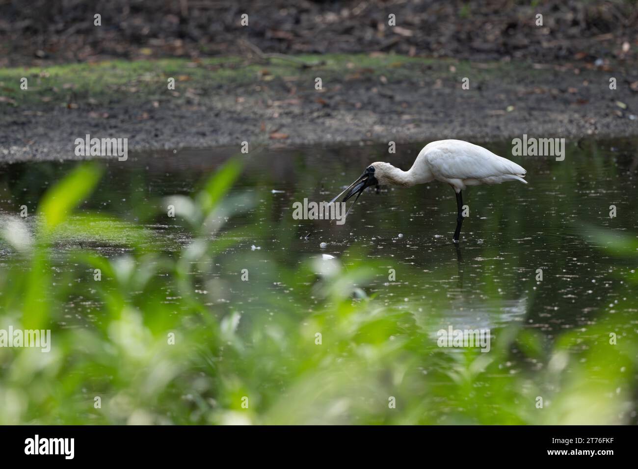 Un singolo Royal Spoonbill con un pesce catturato di recente nel suo becco continua ad ammorbidire il pesce tra un tentativo di ingoiare il pesce. Foto Stock