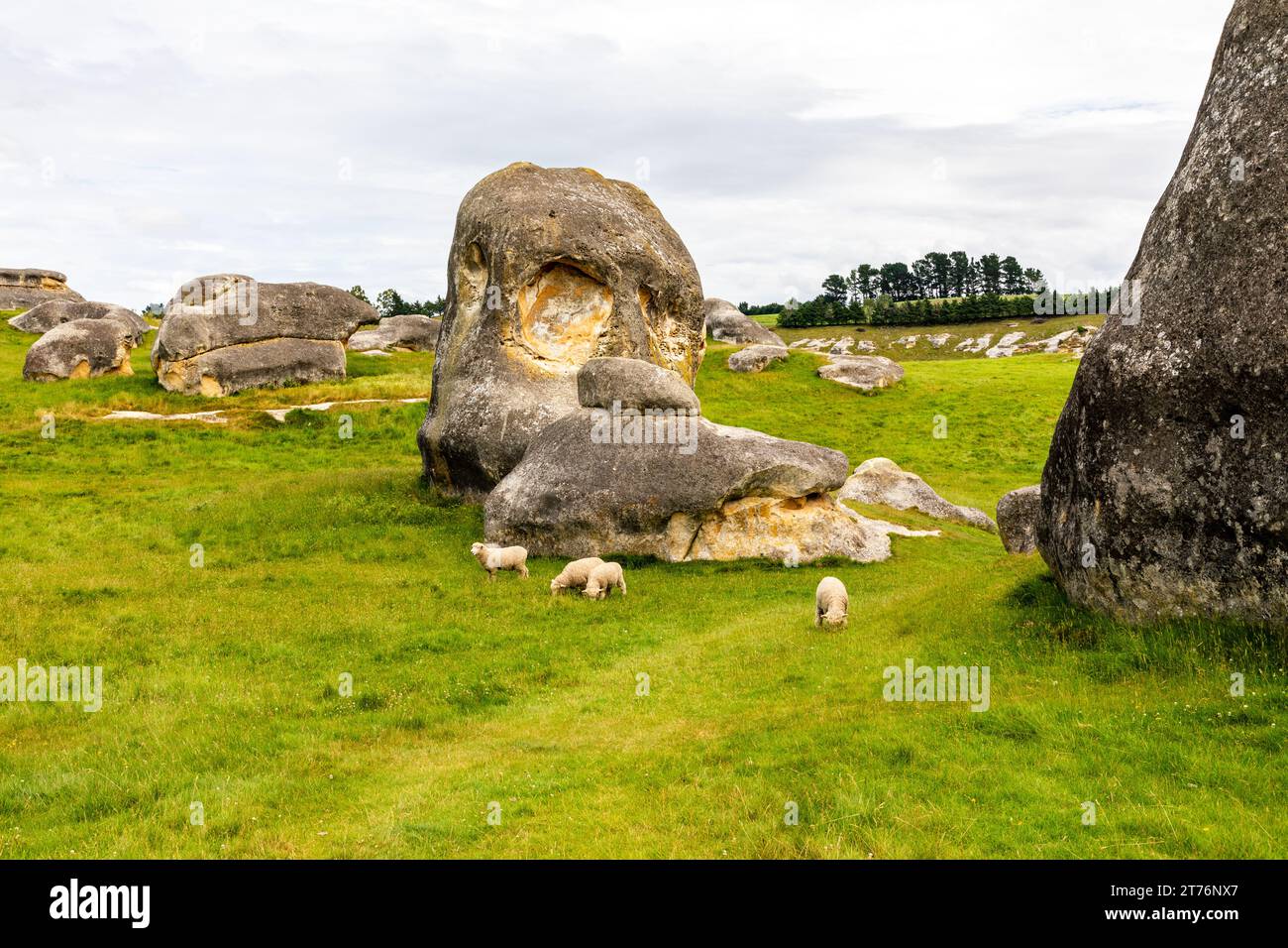 Pecore al pascolo nel paddock neozelandese presso l'attrazione turistica Elephant Rocks. Le Elephant Rocks sono i resti del calcare di Otekaike Foto Stock