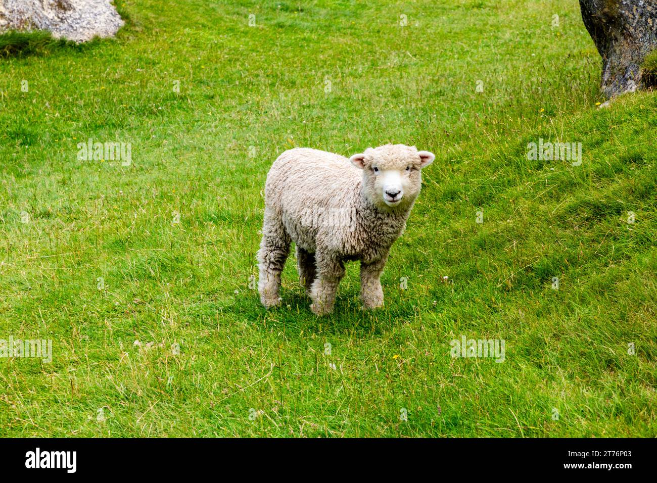 Pecore al pascolo nel paddock neozelandese Foto Stock