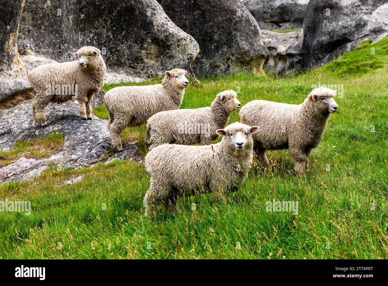 Pecore al pascolo nel paddock neozelandese Foto Stock