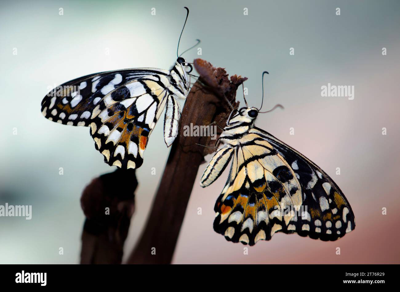 Due farfalle appollaiate su uno stelo Foto Stock