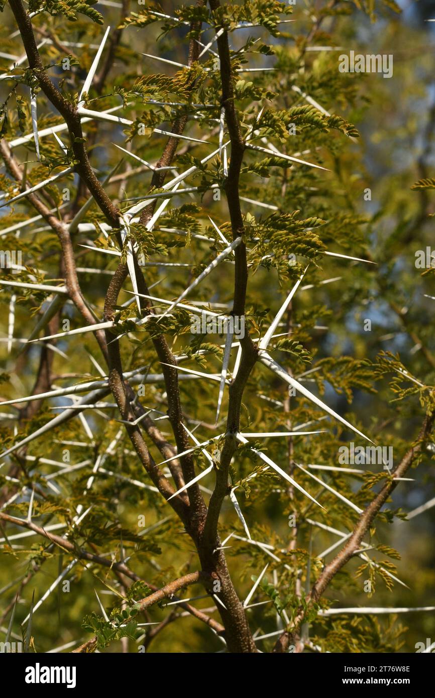 Acacia Horrida Thorns - primo piano Foto Stock