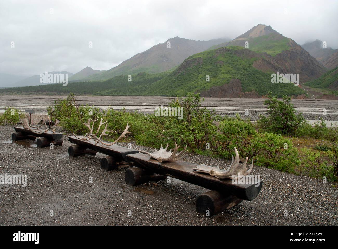Gli Antlers si esibiscono nella natura selvaggia, Denali, Alaska Foto Stock
