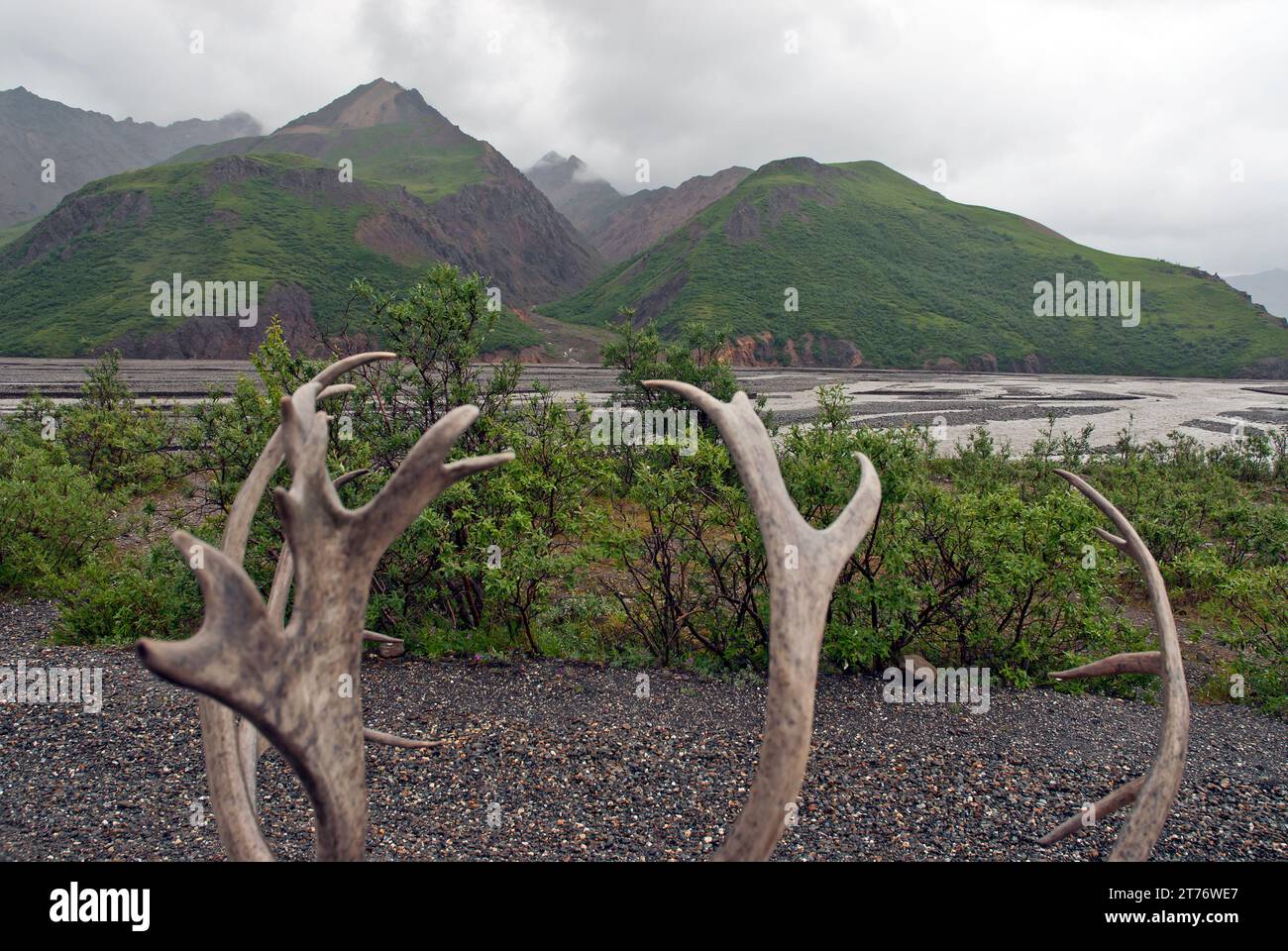 Gli Antlers si esibiscono nella natura selvaggia, Denali, Alaska Foto Stock