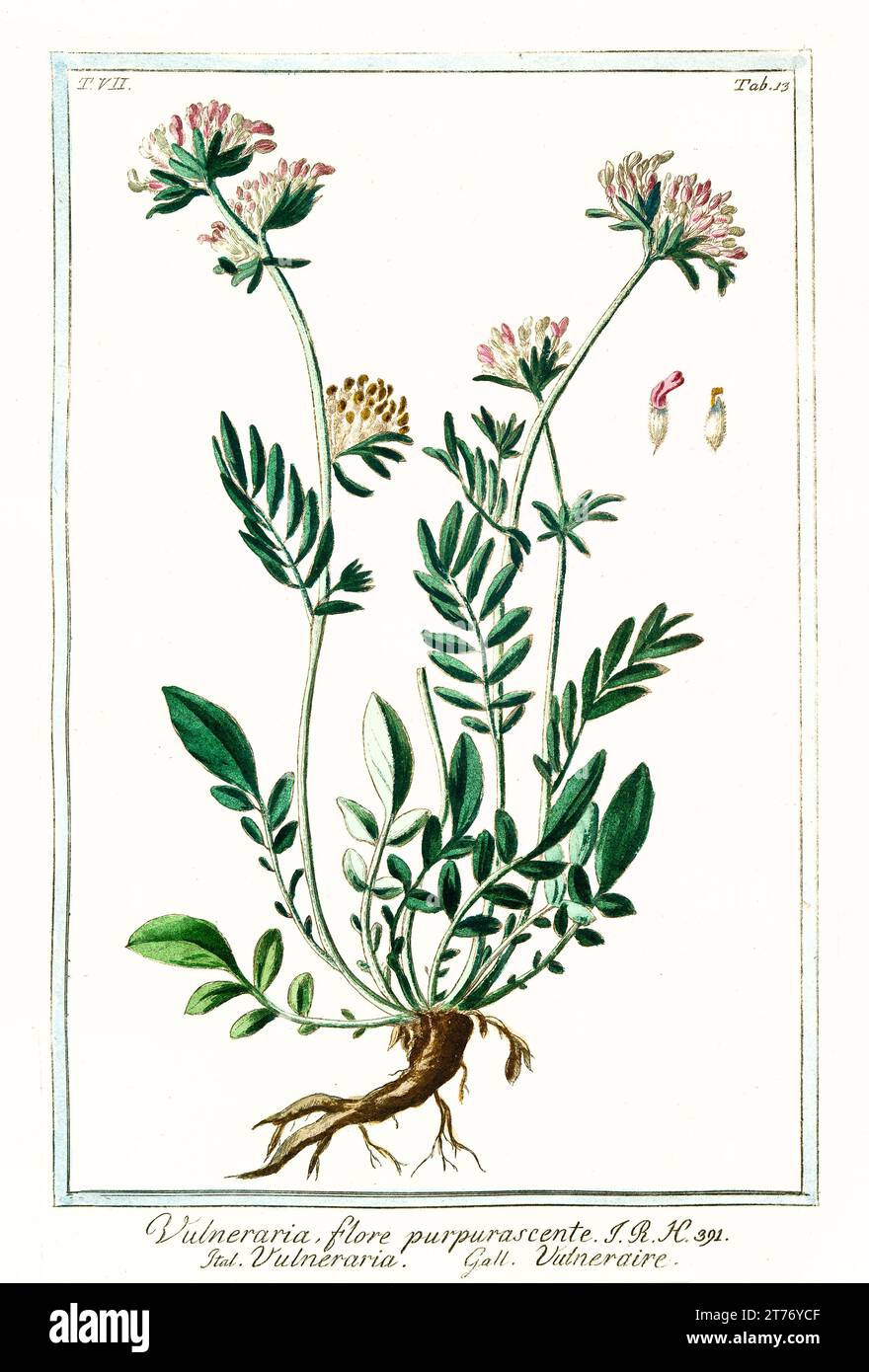 Vecchia illustrazione di Anthyllis lemanniana. Di G. Bonelli su Hortus Romanus, publ. N. Martelli, Roma, 1772 – 93 Foto Stock