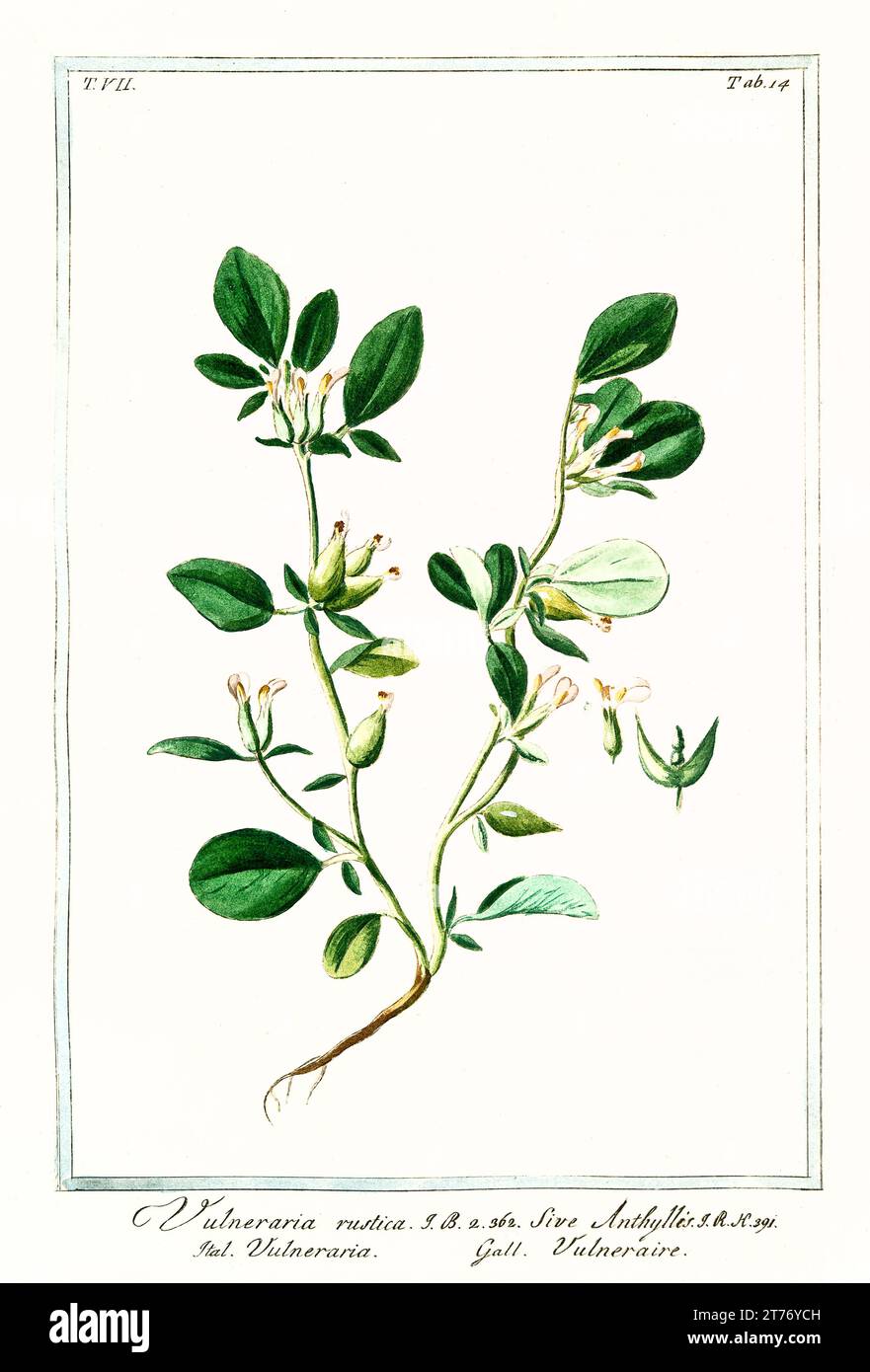Vecchia illustrazione di Common Kidneyvetch (Anthyllis vulneraria). Di G. Bonelli su Hortus Romanus, publ. N. Martelli, Roma, 1772 – 93 Foto Stock