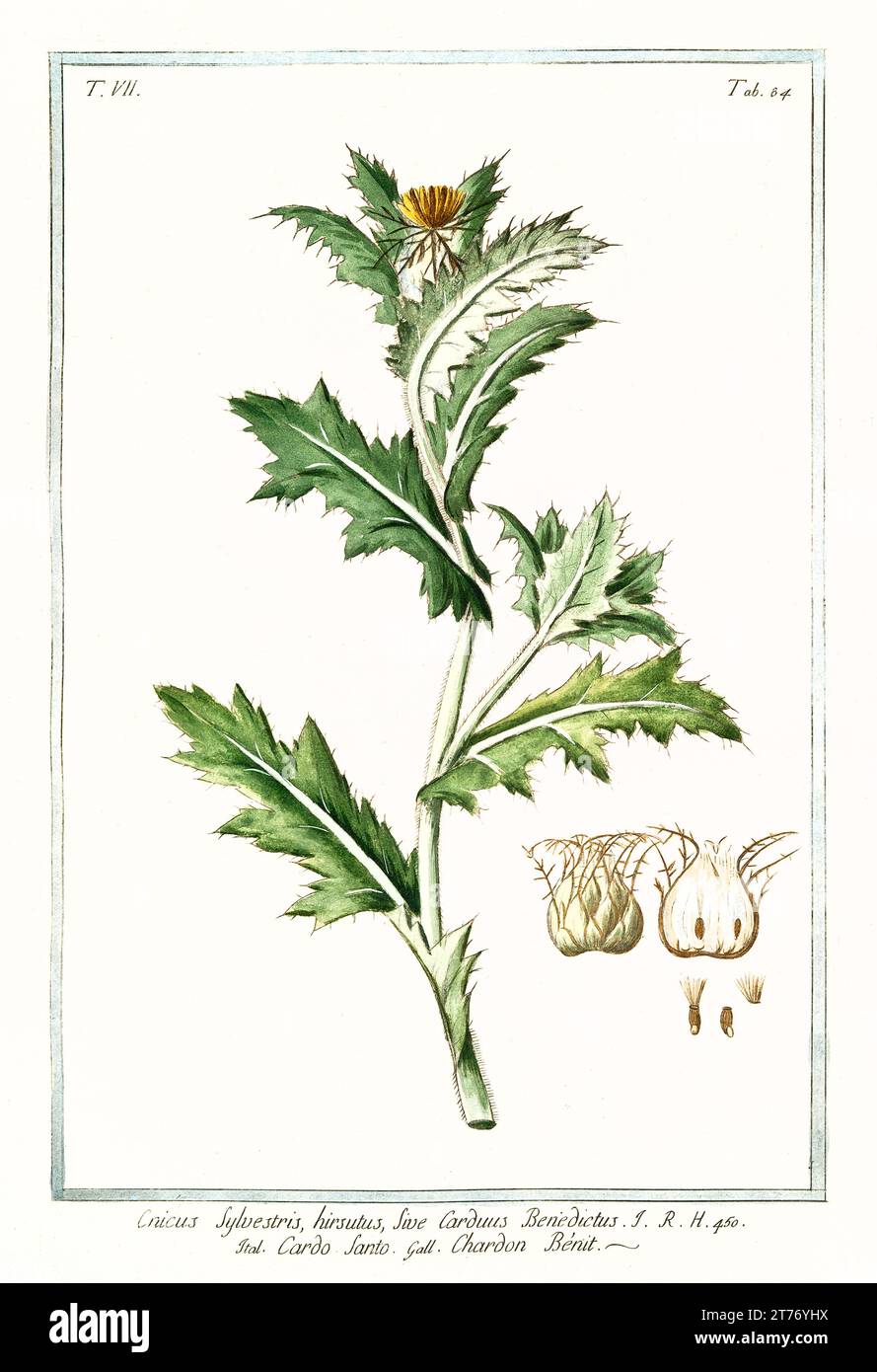 Antica illustrazione del Santissimo Cardo (Centaurea benedicta). Di G. Bonelli su Hortus Romanus, publ. N. Martelli, Roma, 1772 – 93 Foto Stock