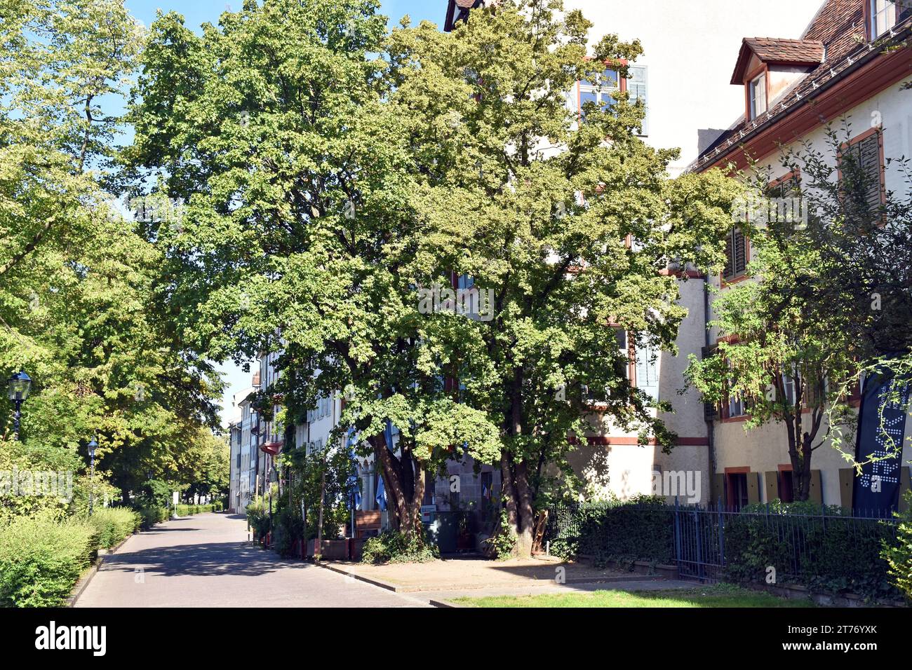 Bellissime case antiche su una tranquilla strada pedonale che si affaccia direttamente sul trafficato fiume Reno con alberi antichi e piante rampicanti Foto Stock