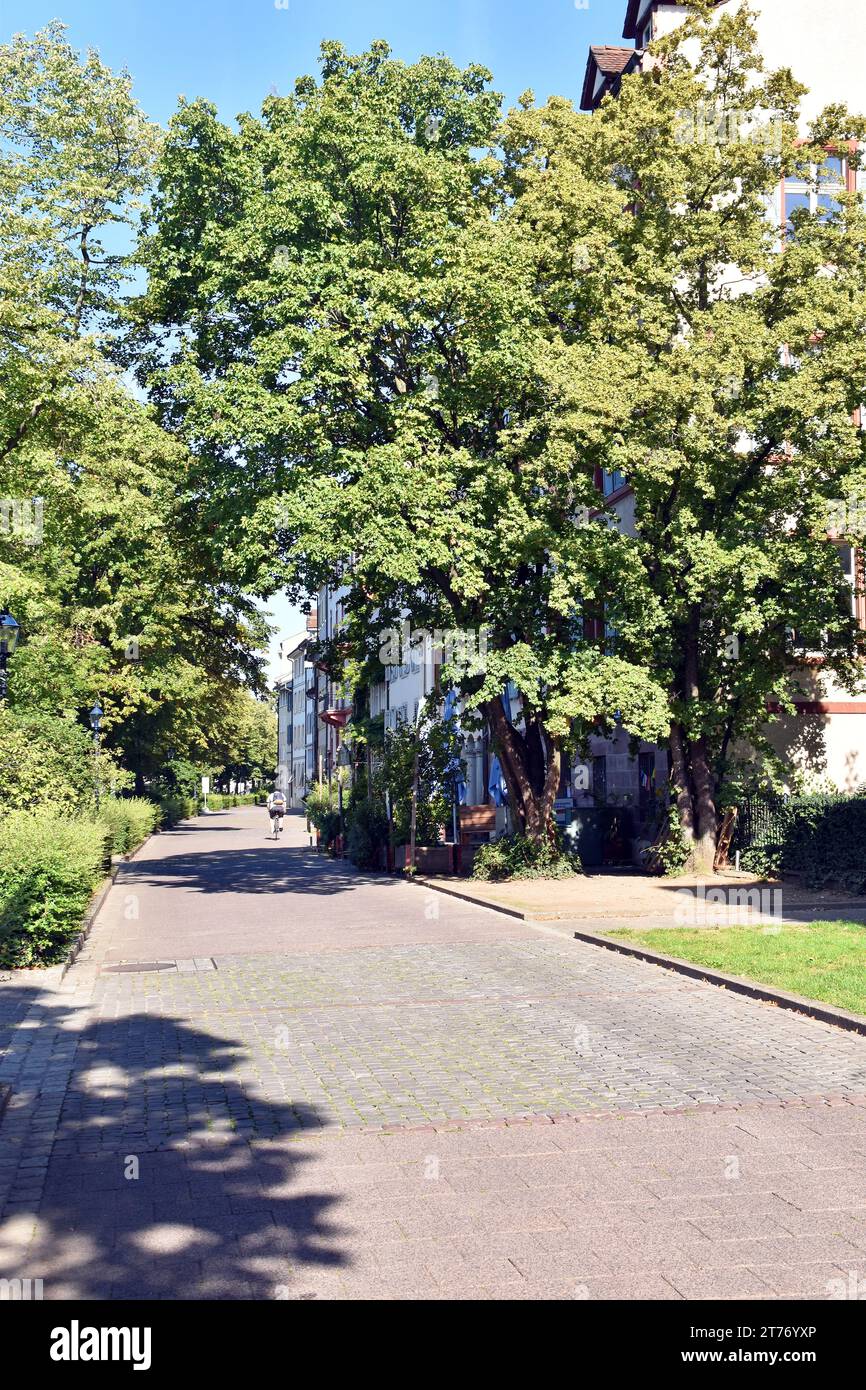 Bellissime case antiche su una tranquilla strada pedonale che si affaccia direttamente sul trafficato fiume Reno con alberi antichi e piante rampicanti Foto Stock