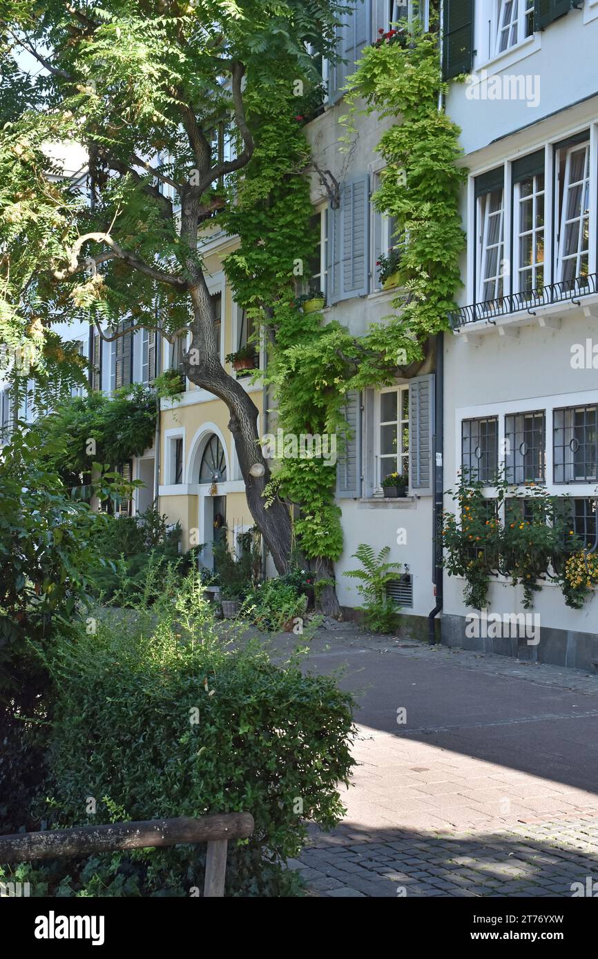 Bellissime case antiche su una tranquilla strada pedonale che si affaccia direttamente sul trafficato fiume Reno con alberi antichi e piante rampicanti Foto Stock