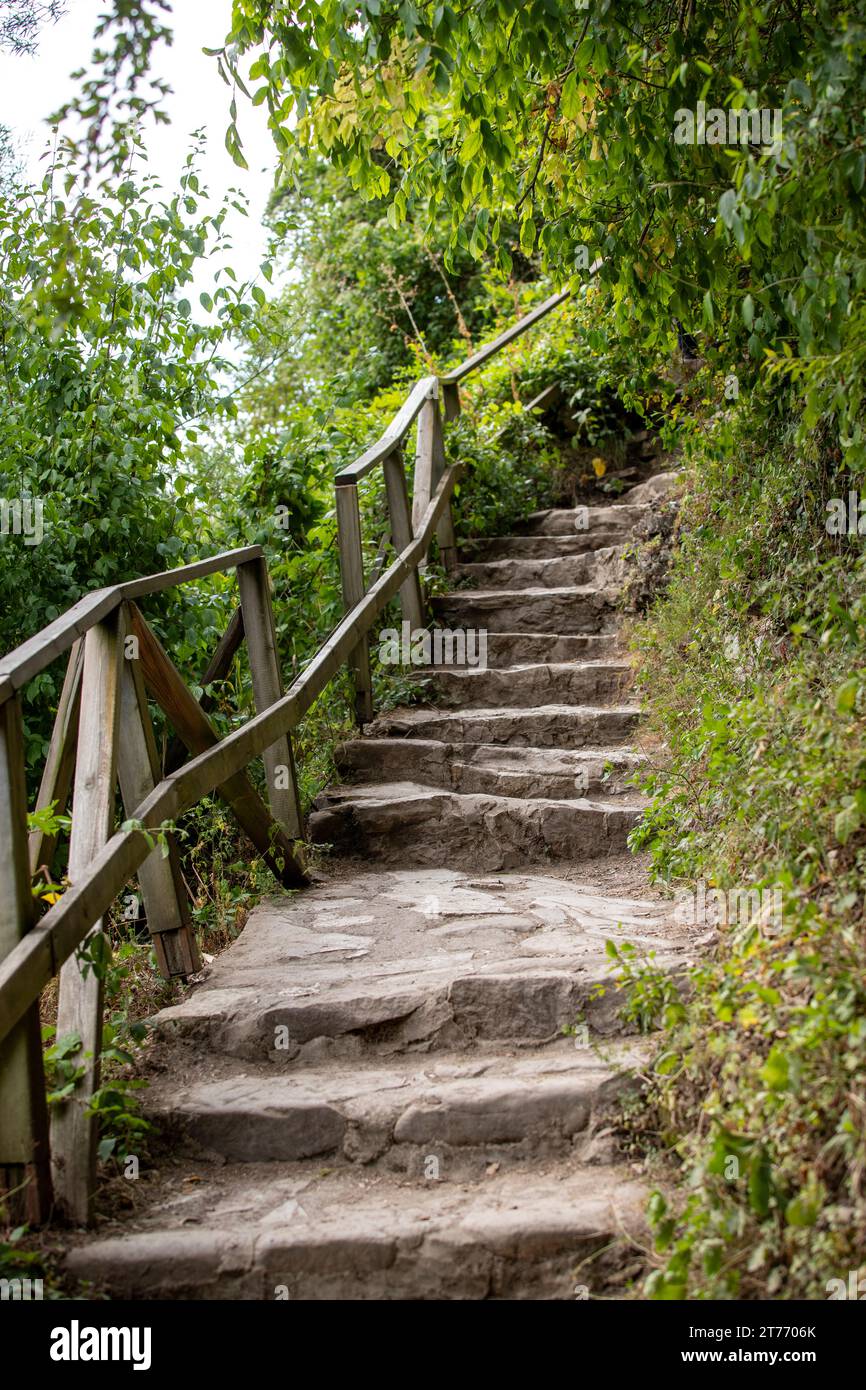 Sentiero pavimentato in pietra nella foresta. Tranquillo sentiero per passeggiate nella foresta Foto Stock