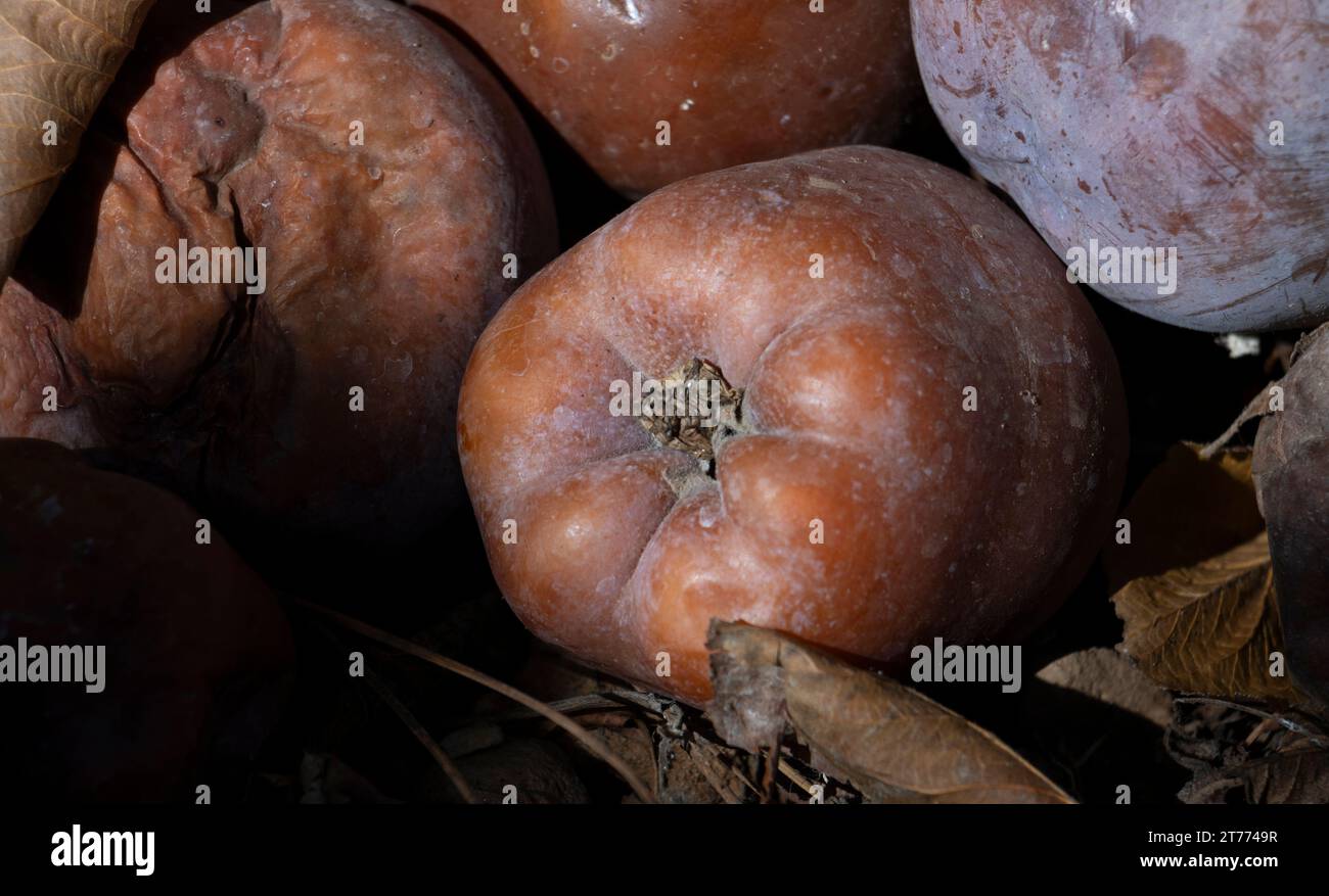 primo piano di mele pascolate su un pavimento di terra e foglie nelle tonalità di marrone. frutta marrone. Foto Stock