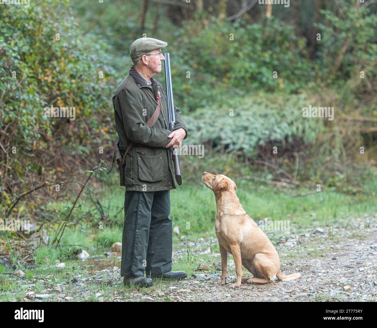 un uomo con un fucile e un labrador retriever Foto Stock