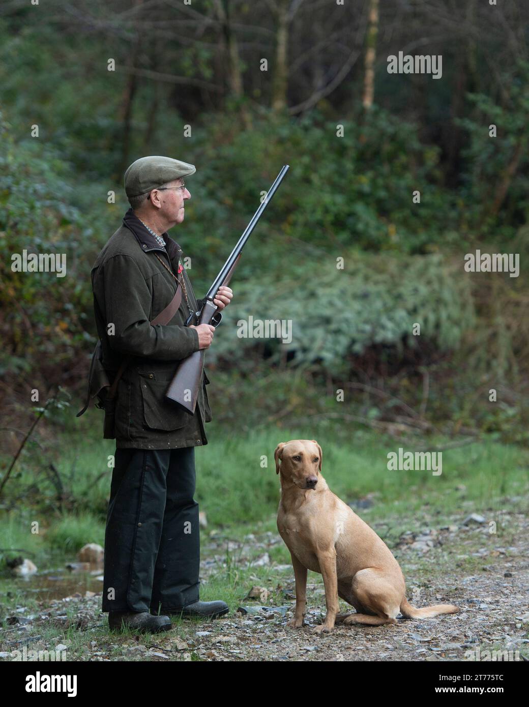 un uomo con un fucile e un labrador retriever Foto Stock