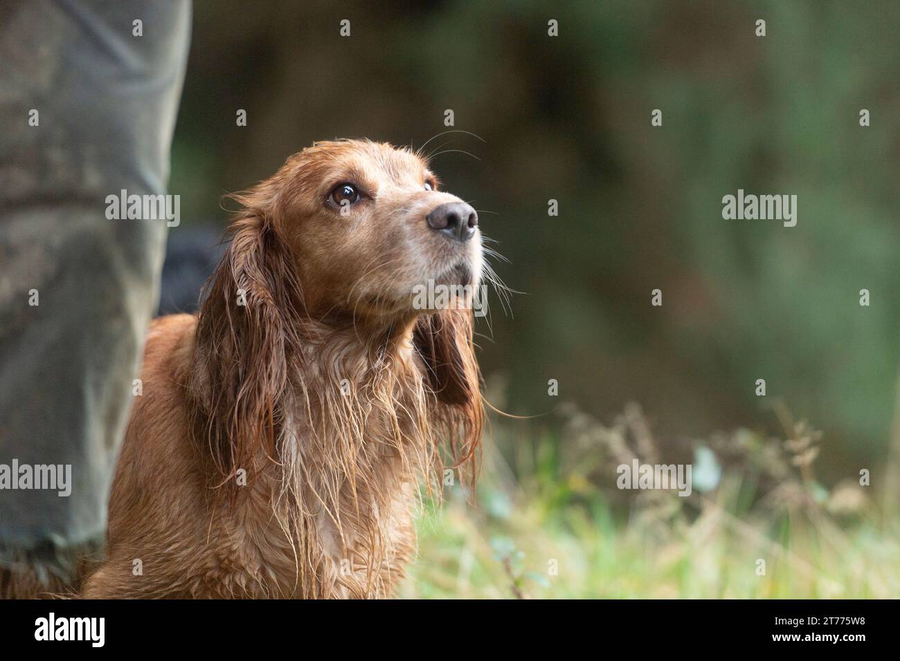 Lavorando cocker spaniel su uno scivolo Foto Stock