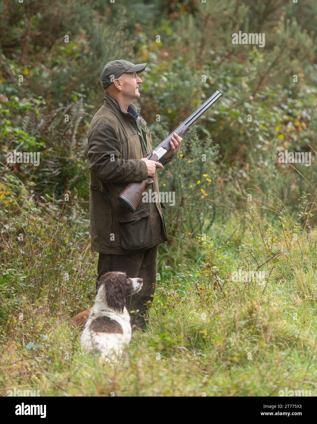 un uomo con un cane springer spaniel al tiro Foto Stock