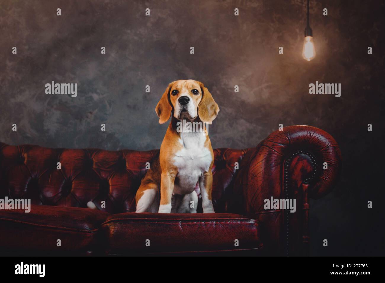 Bellissimo cane beagle seduto su un divano rosso scuro all'interno del loft Foto Stock