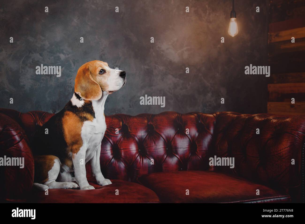 Bellissimo cane beagle seduto su un divano rosso scuro all'interno del loft Foto Stock