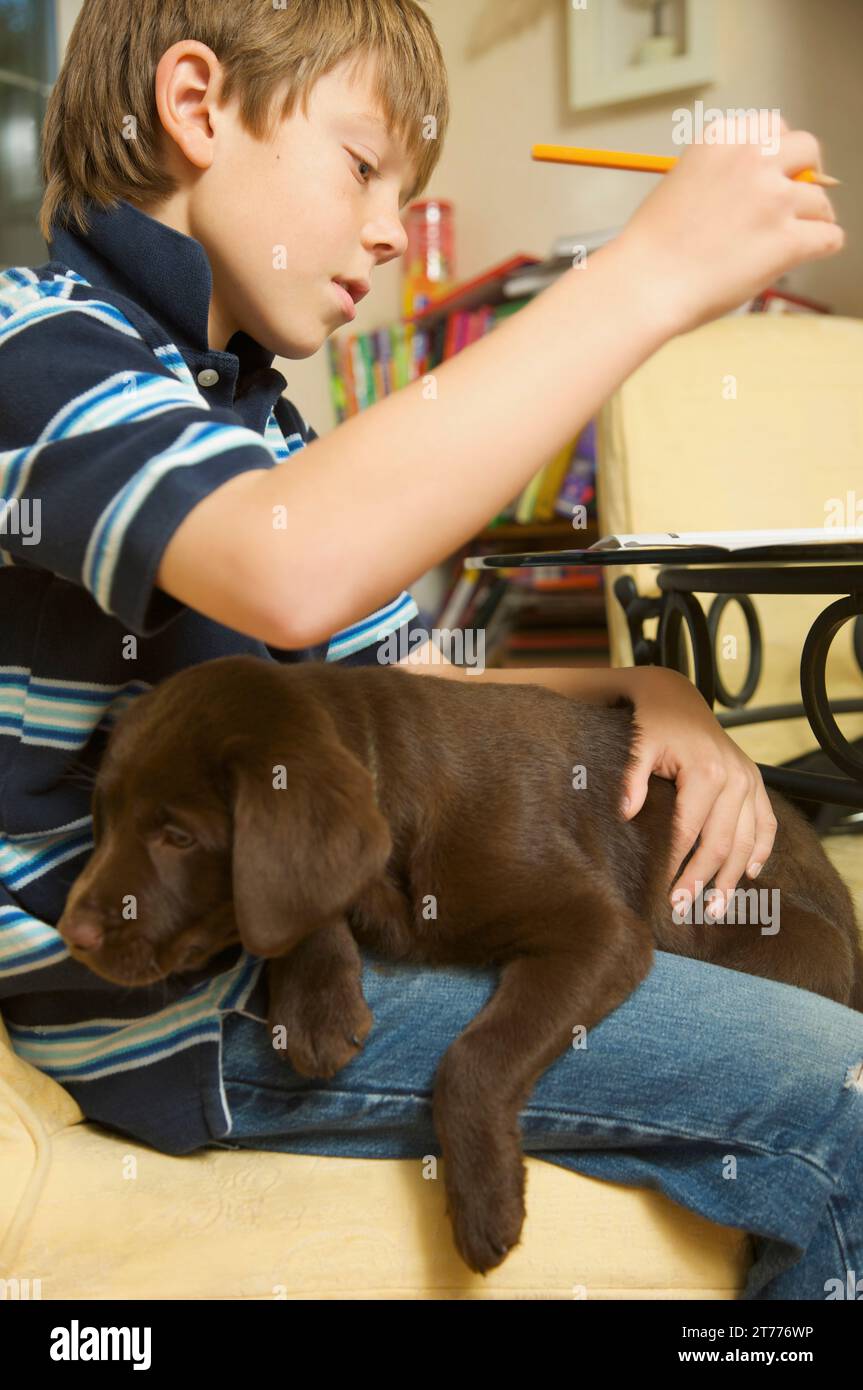 Ragazzo che fa i compiti con un cucciolo di cioccolato labrador in grembo Foto Stock