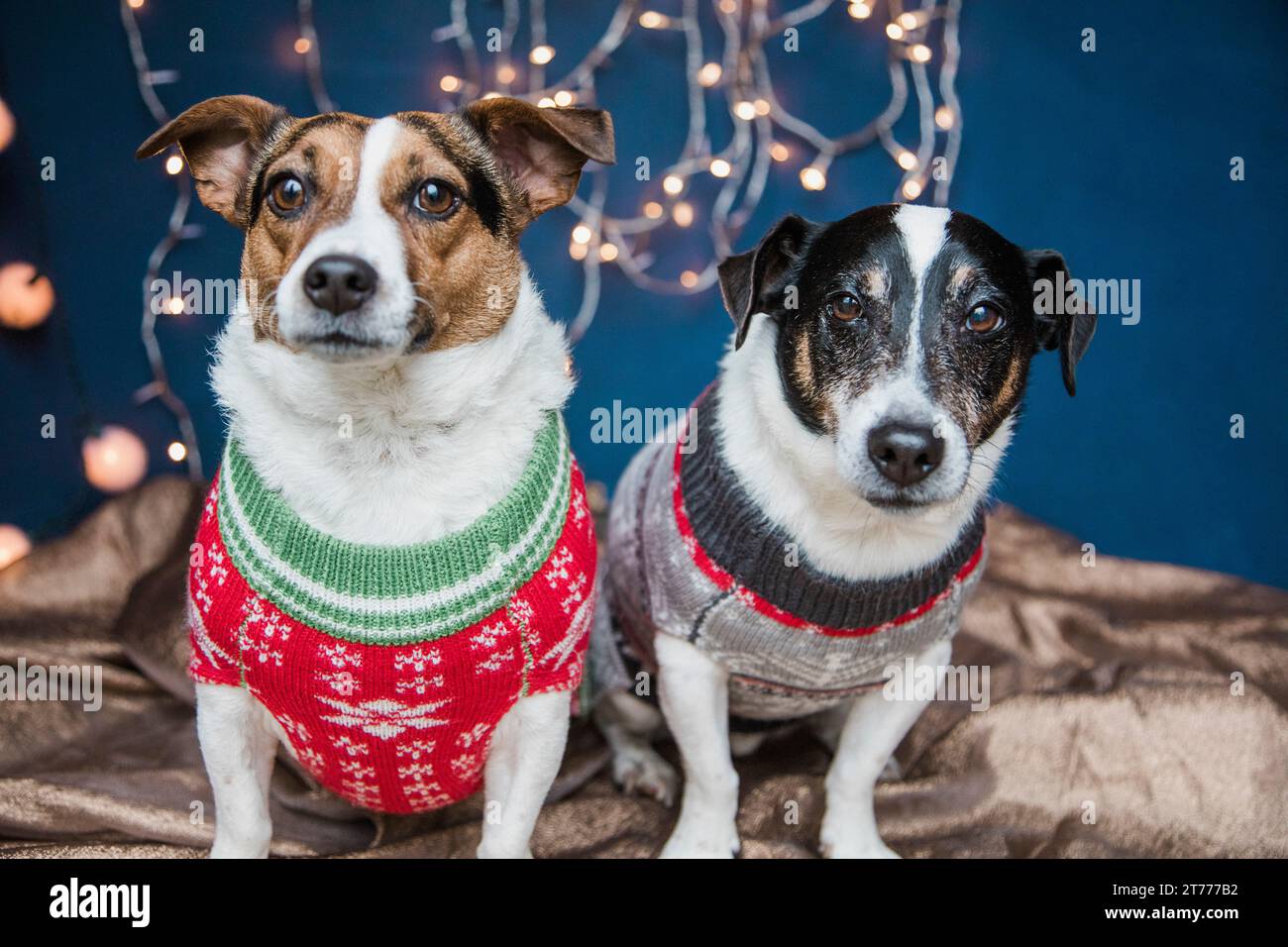 I cani che indossano i ponticelli di Natale Foto Stock