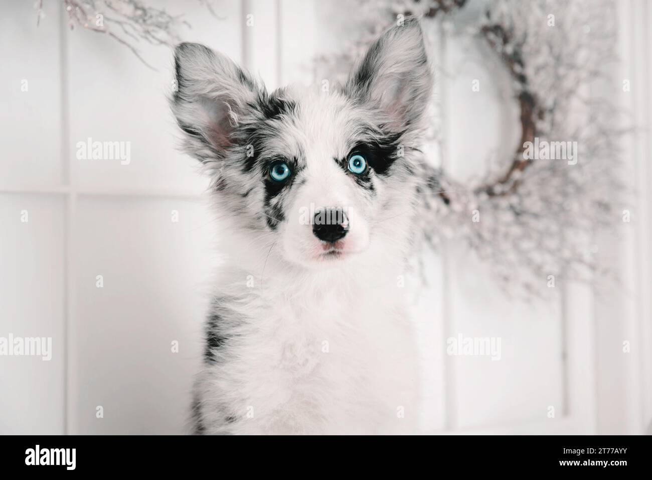 Border Collie cucciolo seduto su un divano rosso. Natale e Capodanno Foto Stock