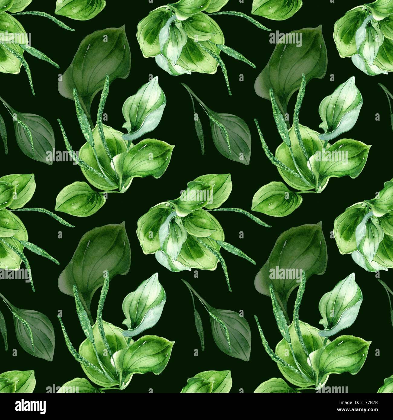 Acquerello Plantago a foglia larga pianta medicinale modello senza cuciture isolato su sfondo nero. Plantain, foglie verdi, erbe, psicllium disegnati a mano. Progettazione Foto Stock