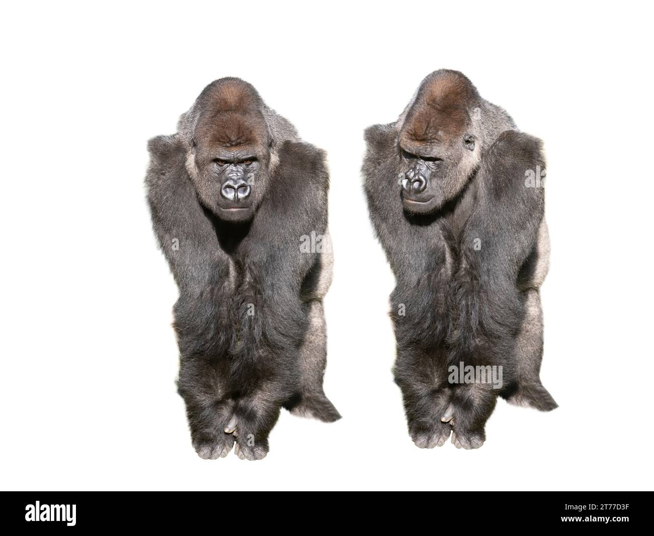 due gorilla di pianura occidentale isolati su sfondo bianco Foto Stock